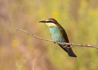 European bee-eater, merops apiaster. On an early sunny morning, a bird sits on a branch.