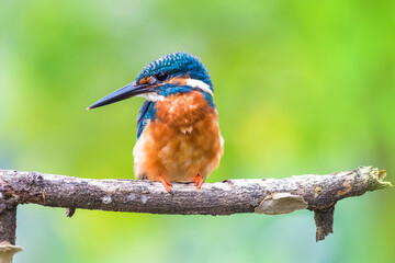 The Common Kingfisher (Alcedo atthis),Eurasian Kingfisher or river Kingfisher.