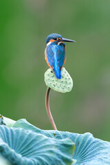 The Common Kingfisher (Alcedo atthis),Eurasian Kingfisher or river Kingfisher.