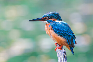 The Common Kingfisher (Alcedo atthis),Eurasian Kingfisher or river Kingfisher.