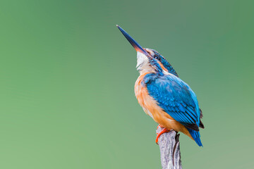 The Common Kingfisher (Alcedo atthis),Eurasian Kingfisher or river Kingfisher.