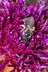 Centaurea scabiosa or greater knapweed and Insect Bee