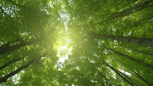 Bottom up view of lush green foliage of trees with afternoon sun. Walking through the forest with large green trees. Summer background, UHD, 4K