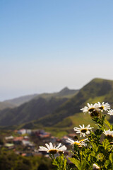  Daisies with mountains in the background on a sunny day. Tenerife, Spain