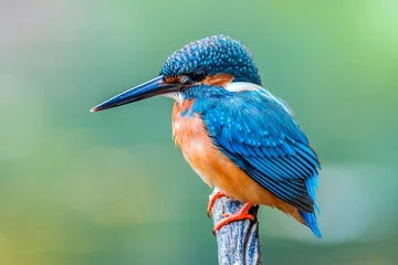 Deurstickers The Common Kingfisher (Alcedo atthis),Eurasian Kingfisher or river Kingfisher. © tanoochai