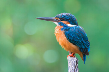 The Common Kingfisher (Alcedo atthis),Eurasian Kingfisher or river Kingfisher.
