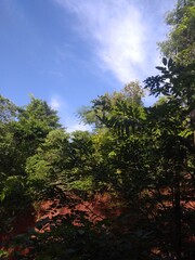 Fototapeta premium trees and sky