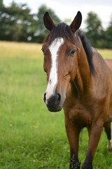 Naklejka na ściany i meble Horse portrait on the pasture, nature, meadow, farm, wild. Beautiful brown horse