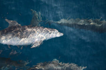 Fototapeta premium Cute wild bottlenose dolphin looking at the camera and smiling