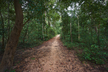 Fototapeta na wymiar Pathway in the jungle at Sambor Prei Kuk archaeological site in Cambodia