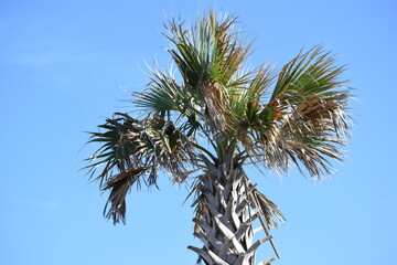 wilted palm tree