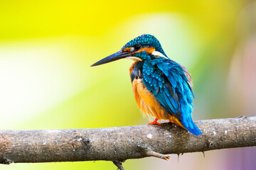 Common Kingfisher (Alcedo atthis)