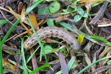 Caterpillars of the large yellow underwing (Noctua pronuba). It is a moth from the family owlet moths Noctuidae. Caterpillars of this species are pests of most crops.