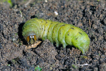 Caterpillars of the large yellow underwing (Noctua pronuba). It is a moth from the family owlet moths Noctuidae. Caterpillars of this species are pests of most crops.