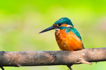 Common Kingfisher (Alcedo atthis)
