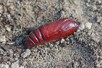 Pupa of the large yellow underwing (Noctua pronuba). It is a moth from the family owlet moths Noctuidae. Caterpillars of this species are pests of most crops.