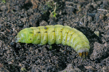 Caterpillars of the large yellow underwing (Noctua pronuba). It is a moth from the family owlet moths Noctuidae. Caterpillars of this species are pests of most crops.