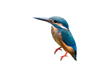 Common Kingfisher (Alcedo atthis) isolate on white background.