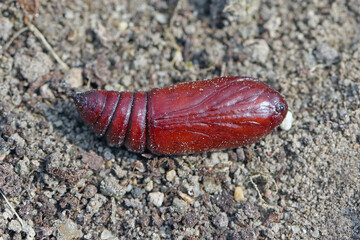Pupa of the large yellow underwing (Noctua pronuba). It is a moth from the family owlet moths Noctuidae. Caterpillars of this species are pests of most crops.