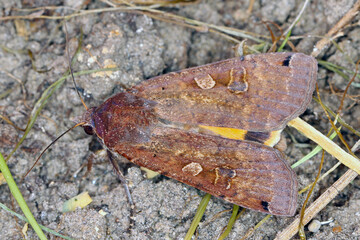 The large yellow underwing (Noctua pronuba) is a moth from the family owlet moths Noctuidae. Caterpillars of this species are pests of most crops.