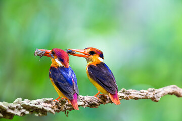 The Oriental dwarf kingfisher (Ceyx erithaca), black-backed kingfisher or three-toed kingfisher