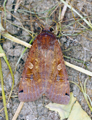 Fototapeta premium The large yellow underwing (Noctua pronuba) is a moth from the family owlet moths Noctuidae. Caterpillars of this species are pests of most crops.