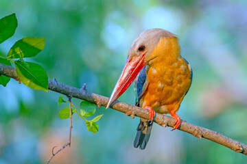 The stork-billed kingfisher (Pelargopsis capensis)