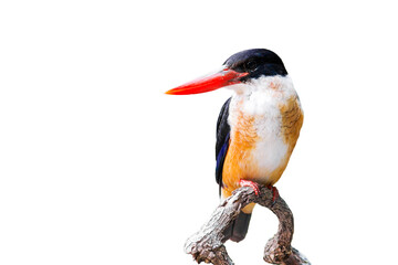 The black-capped kingfisher (Halcyon pileata) isolate on white background.