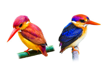 Black-backed Kingfisher and  Oriental Dwarf Kingfisher isolate on white background.