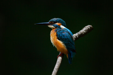 Common Kingfisher (Alcedo atthis)