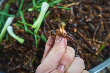Fried grasshoper at the night food market in Cambodia