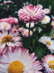 Beautiful close up flowers in the garden