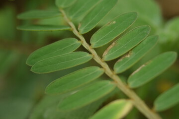 close up of a green leaf