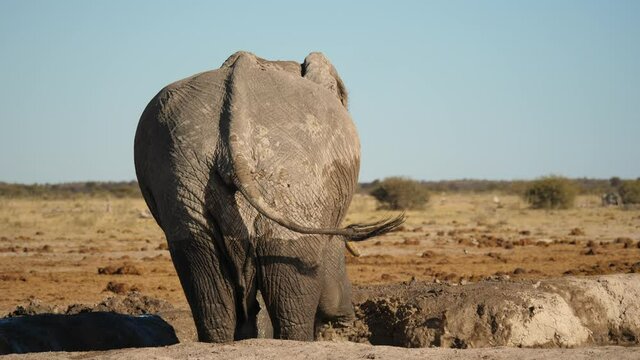 Rear view of adult African elephant digging a mud bath in a watering hole. 4K wildlife videography.