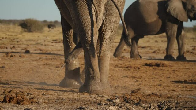 Close up of large male African elephant urinating while walking across desert landscape. Rear view, slow motion.