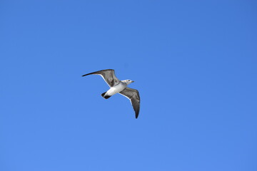 seagull in flight