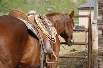 A sorrel colored horse stands tied waiting for its rider, under a western saddle with a lariat tied...