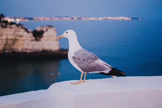 Gull on a cliff in the Portuguese Algarve at nightfall