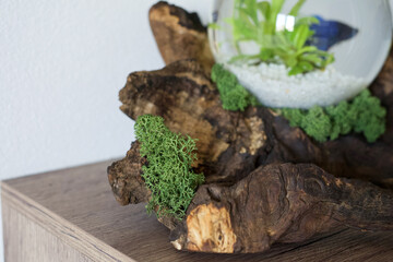 home decoration stabilized preserved moss