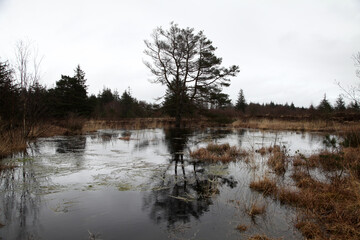 Obraz premium Ein Baum im Moor und spiegelt sich im Wasser bei regen