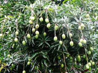 A lot of Mangoes in a tree