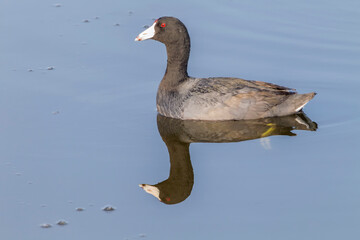 American Coot swimming with a beautiful reflection