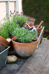 bush of fragrant lavender in a terracotta pot, soft selective focus