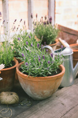 bush of fragrant lavender in a terracotta pot, wooden garden stall, rustic toning, soft selective...