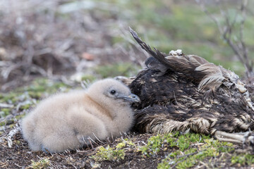 Falkland Skua young chick