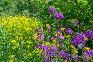 Blooming  meadow on the banks of the Strelina river