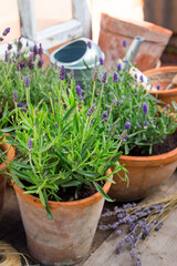 bush of fragrant lavender in a terracotta pot and dried lavender flowers, soft selective focus