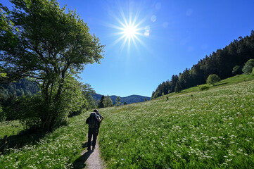 Two hikers on a path in the Black Forest on a sunny day with white flowers