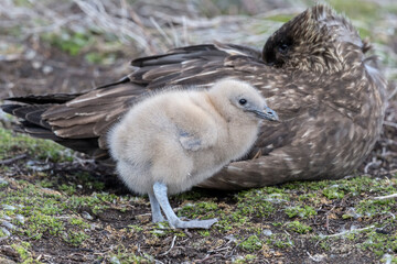 Falkland Skua young chick