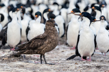 Obraz premium Falkland Skua hunting on the edge of a cormorant colony